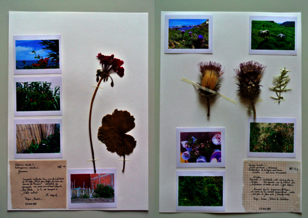 Planches d'ethno-herbier © E. Denarnaud