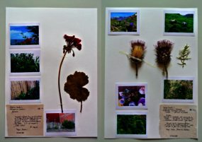 Planches d'ethno-herbier © E. Denarnaud